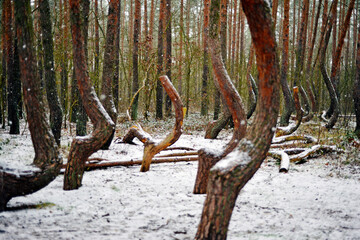 Curved tree in the woods