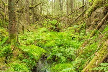 Creek with ferns in an old forest ravine