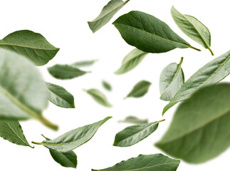 Green Bay leaves levitate on a white background