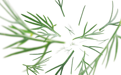 Green sprigs of dill levitate on a white background