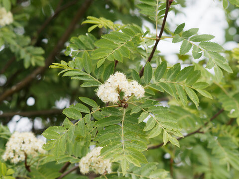 Sorbus aucuparia / Sorbier des oiseleurs ou sorbier des oiseaux, arbre aux grappes de fleurs blanches en corymbes au dessus d'un feuillage &agrave; folioles penn&eacute;es, duveteux et vert