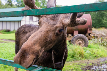 A moose at the special moose farm in Kostroma region in Russia