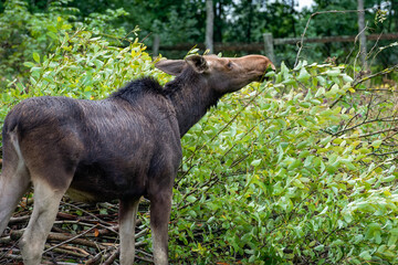 Young big and strong elk eating leaves from bushes