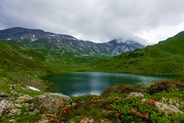 Fototapeta na wymiar wonderful flowers and plants at a mountain lake while hiking