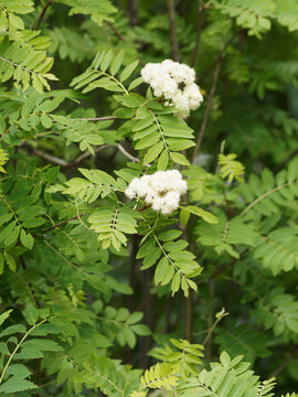 Sorbus aucuparia / Sorbier des oiseleurs ou sorbier des oiseaux, arbre aux grappes de fleurs blanches en corymbes au dessus d'un feuillage à folioles pennées, duveteux et vert