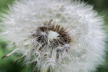 Close up of white dandelion flower with fluffy seeds