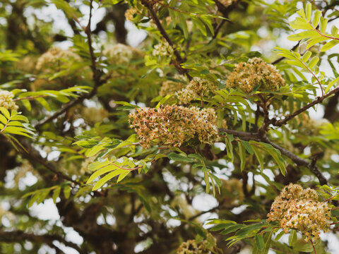 (Sorbus aucuparia) Sorbier des oiseleurs, arbuste aux branches lisses et grisâtres garnis de feuilles à folioles pennées vertes et fleurs blanches en corymbes