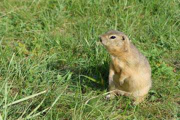 Naklejka na ściany i meble Portrait of a wild animal - ground squirrel. A gopher stands in a field among the green grass.