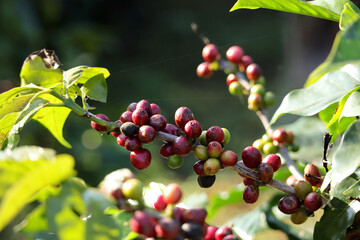 Coffee beans ripening on tree.Coffee beans ripening, fresh coffee,red berry branch on tree in North of thailand