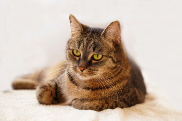 portrait of a beautiful tabby cat. 