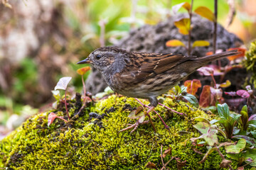Heckenbraunelle (Prunella modularis)