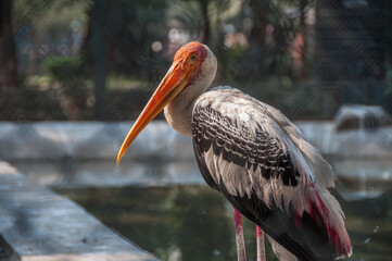Indian Painted stork at the waterfront © Natalia Terenteva