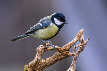 Kohlmeise (parus major)