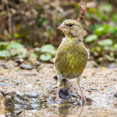 Grünfink (Carduelis chloris) an Wasserstelle