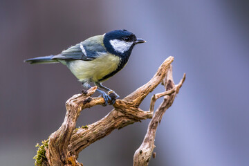 Kohlmeise (parus major)