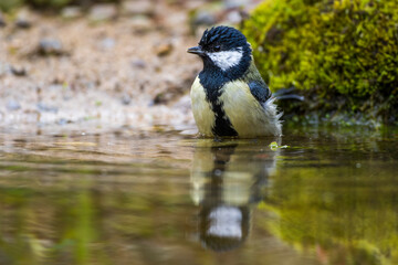 Kohlmeise (parus major)