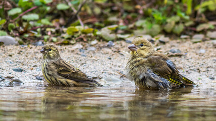 Girlitz (Serinus serinus) Weibchen