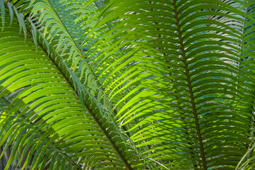 Fototapeta premium Close-up of sunlit fern leaves