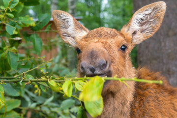 Little young moose eats leaves from a bush in the forest on a rainy summer day
