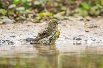 Girlitz (Serinus serinus) Männchen