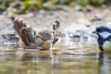 Haussperling (Passer domesticus) Weibchen