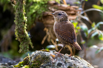 Zaunkönig (Troglodytes troglodytes)