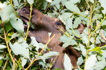 Moose eats leaves from a branch with its muzzle stuck in the bushes and not seeing the photographer