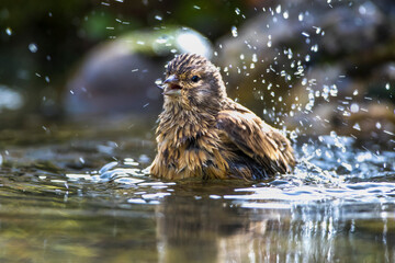 Bluthänfling (Carduelis cannabina) Weibchen