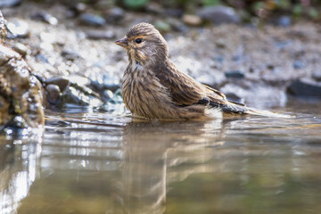 Bluthänfling (Carduelis cannabina) Weibchen