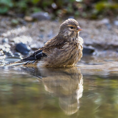 Bluthänfling (Carduelis cannabina) Weibchen
