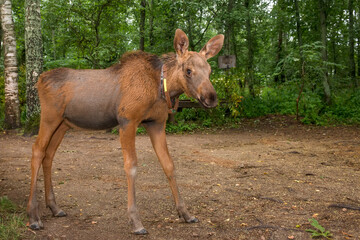 Little young moose walking in the forest on a rainy summer day