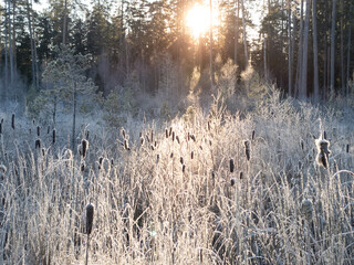 Winter morning landscape with frosty grass at the sunset. Swamp with reeds in hoarfrost on the...