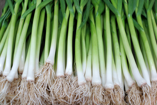 Heap Of Spring Onion Bundles At Market Stall