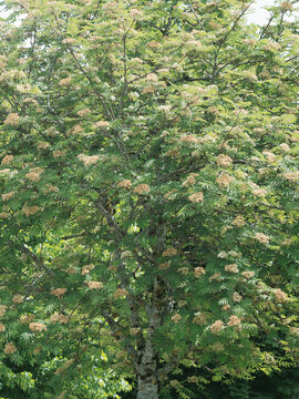 (Sorbus aucuparia) Sorbier des oiseleurs ou arbre &agrave; grives aux petites fleurs blanches en corymbes denses dans un feuillage l&eacute;ger et dense