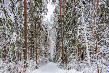 Snow-covered dirt road against the background of a forest winter landscape. Heavy snowfall.