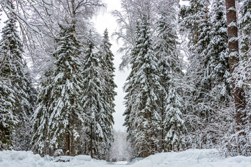 Snow-covered dirt road against the background of a forest winter landscape. Heavy snowfall.