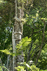 Fototapeta premium Yaxha, Guatemala, Central America: Strangler fig in the jungle 
