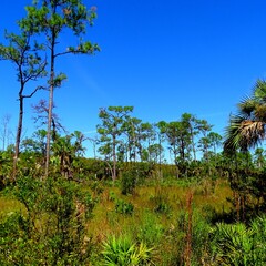 North America, United States, Florida, Collier County, Big Cypress Reservation