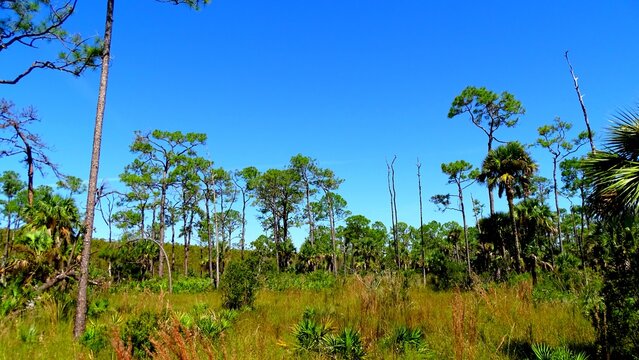 North America, United States, Florida, Collier County, Big Cypress Reservation