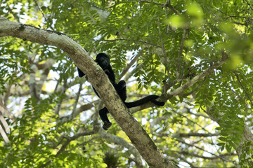 Obraz premium Yaxha, Guatemala, Central America: Howler monkey (genus Alouatta) on a tree in the jungle. Howler monkeys are among the largest of the New World monkeys. They are famous for their loud howls.