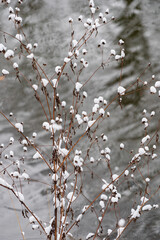 nice winter in the park