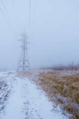 winter in the forest