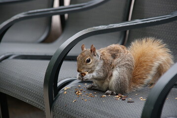  Eichhörnchen squirrel in the city