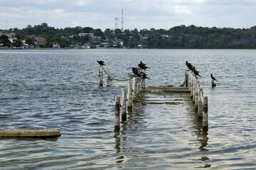 Fototapeta na wymiar Flores, Guatemala, Central America: cormorants and seagull on a sinking rotten jetty in the evening sun