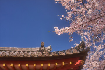 古寺に咲く桜