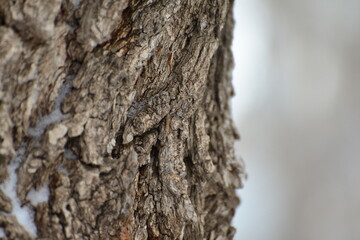 Bark of tree on the street