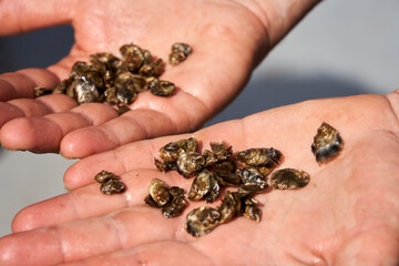 Oysters in hands