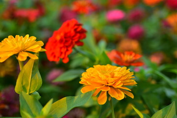 Colorful flower bed in a park	