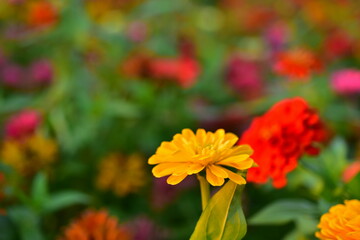 Colorful flower bed in a park	
