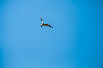 seagull in flight while turning against a blue sky